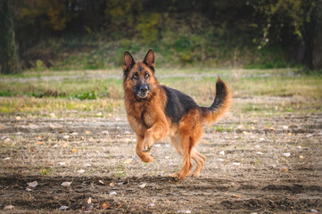 german shepherd running