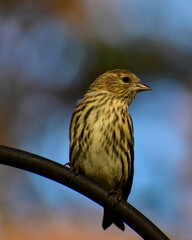 Fototapeta premium Profile portrait of a Pine Siskin