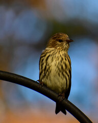 Quarter profile view of a Pine Siskin on a perch