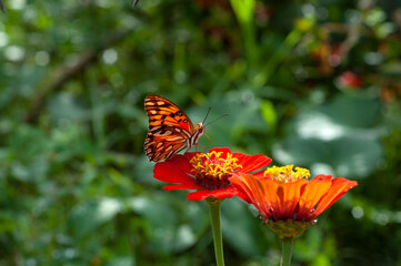 flores rosas con fondo verde y mariposa 