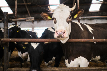 Cows in a farm. Dairy cows in a farm