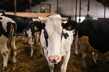 Cows in a farm. Dairy cows in a farm
