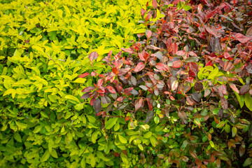 Green and Red Bushes Intermingled with Each Other