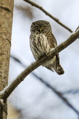 Eurasian Pygmy Owl