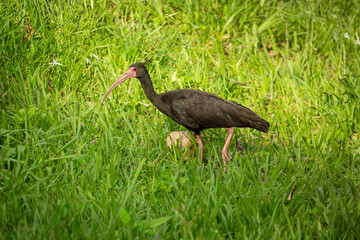 The Bare-Faced Ibis (Phimosus infuscatus), also known as the Whispering Ibis, Bird with Red Eyes Searching Food in the Grass