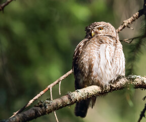 Eurasian Pygmy Owl