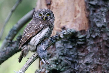 Eurasian Pygmy Owl