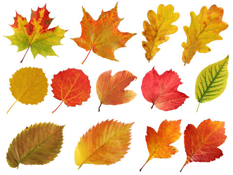 collection of autumn leaves isolated on a white background. herbarium.