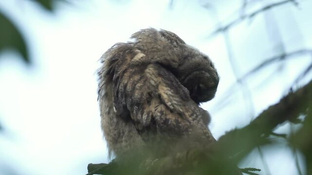 Close up feather care of young long eared owl (Asio otus) sitting on dense branch deep in crown. Wildlife tranquil portrait footage of bird in natural habitat background.