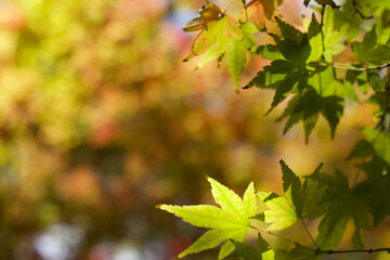 Fall in the Japanese Gardens