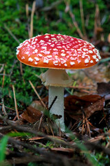Red mushroom