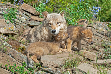 Naklejka na ściany i meble Gray wolf with cubs