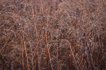 Fototapeta premium Dry grass with rain drops, close up. Autumn nature close up. Water drops on dry stems. Nature in details. Winter landscape. Rural beautiful scene in warm tone. Winter meadow. Dew on grass. 