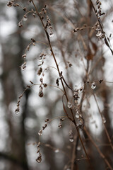 Dry grass with rain drops, close up. Autumn nature close up. Water drops on dry stems. Nature in details. Winter landscape. Rural beautiful scene in warm tone. Winter meadow. Dew on grass. 