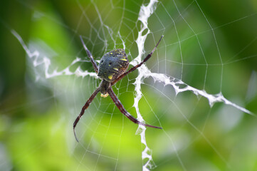 the spider that is waiting for its prey in the web