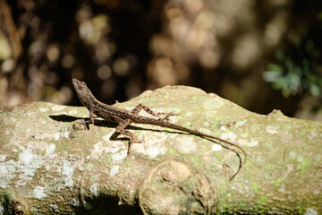 brown lizard on a rock