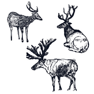 Reindeer, deer engraving style, set of vintage vector illustrations, hand drawn, sketch wild animal drawing. Male reindeer with antlers.