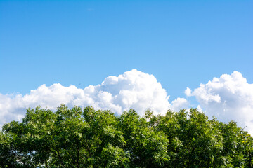 Obraz premium Top of green tree, beautiful blue sky, white clouds on horizon with copy space