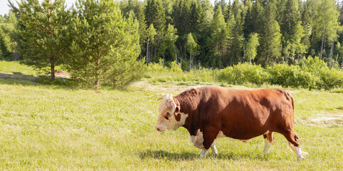 bull. Symbol of 2021. Zodiac sign Taurus. banner. big bull with a ring in its nose, stood majestically in a lush summer meadow, a milk bull grazing in a green meadow. Landscape. Eastern horoscope