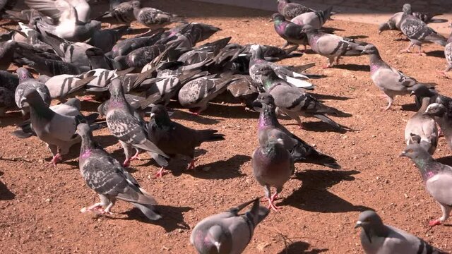 Flock of pigeons looking for food. Feeding the hungry birds. Wild animals outdoors.