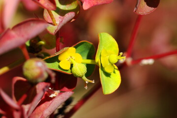 Naklejka na ściany i meble Many-branched Spurge (Euphorbia paniculata)