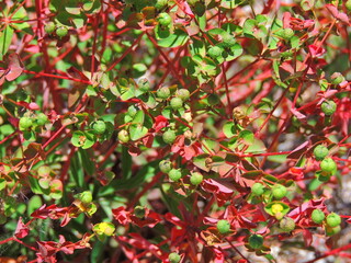 Many-branched Spurge (Euphorbia paniculata)
