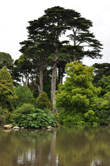 Fototapeta premium Reflection of big old trees over a lake