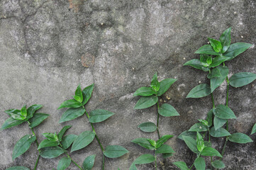 Wall with Tradescantia Fluminensis branches
