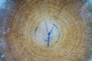 Top view cross section of brown big tree annual ring