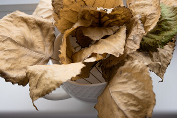 A white cup full of dried leaves, on a window sill.
Top view, fall concept.