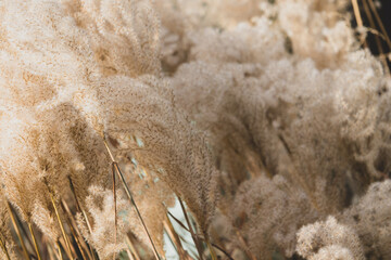 Pampasgras Pampasgräser