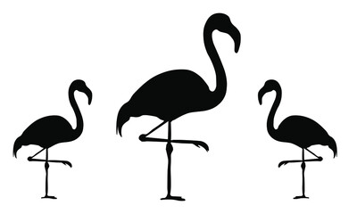 flamingo vector