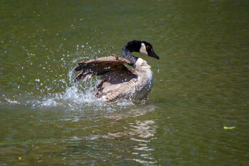 Obraz premium Bird in a ñpond 5