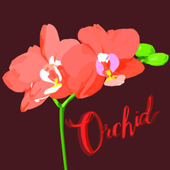 A pink orchid with the name of this plant. Home plant.