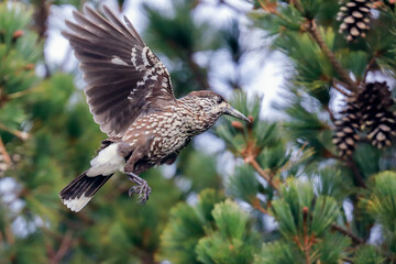 Eurasian nutcracker 