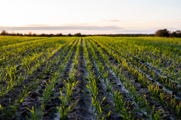 Landscape young wheat seedlings growing in a field. Green wheat growing in soil. Close up on sprouting rye agriculture on a field in sunset. Sprouts of rye. Wheat grows in chernozem planted in autumn.