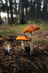 Last drying mushrooms stiking together