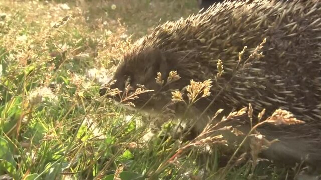 A thorny hedgehog walks on the grass of a summer meadow.