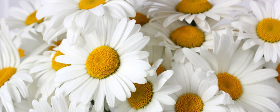 white garden daisies as a background, gentle summer image.