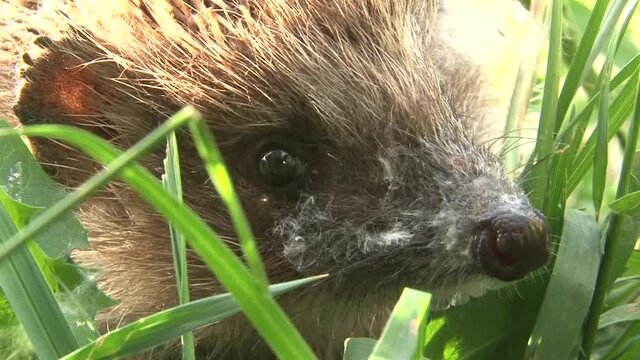 A thorny hedgehog walks on the grass of a summer meadow.