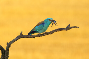 The European roller (Coracias garrulus) on a branch with frog in the morning light with yellow field in the background. Beautiful blue bird with prey in its beak in golden light.