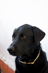 Close-up portrait of black Labrador Retriever dog