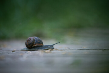 snail on wooden path