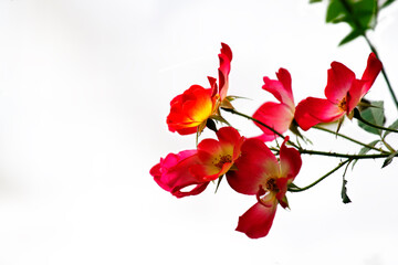 red rose flower