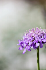 Purple Pincushion Flower Closeup