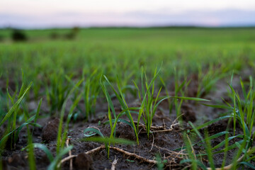 Close up young green wheat seedlings growing in a soil on a field in a sunset. Close up on sprouting rye agriculture on a field in sunset. Sprouts of rye. Wheat grows in chernozem planted in autumn.