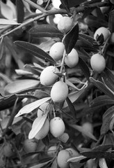 black and white photo of a sprig of olive