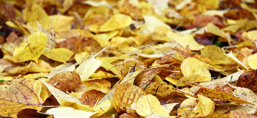 Autumn. Leaf fall season. On the earth the fallen-down yellow leaves of a linden lie. Bright background.