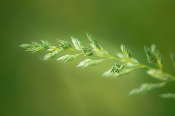 green grass background