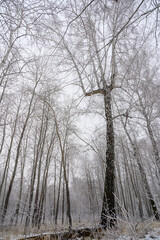 trees in the forest, a fork-shaped tree, a tree that looks like a fork